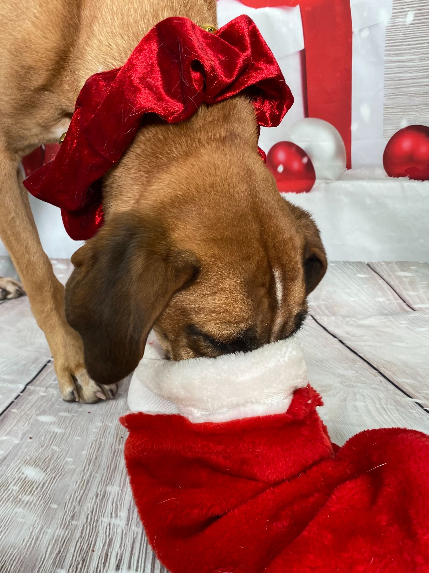 your gift of holiday hope this season will give shelter animals a